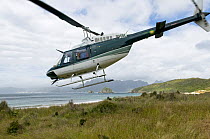 Helicopter for transporting wildlife rangers, leaving Codfish Island, off Stewart Island, southern New Zealand, the main home of the endangered Kakapo, January 2009