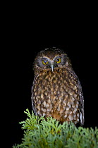 Southern boobook owl / Morepork / Ruru (Ninox novaeseelandiae) showing nictitating membranes, Kauri Park, North Island, New Zealand, endemic