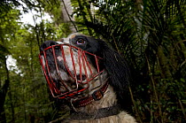Dog trained for tracking Kiwi, Trounson Kauri Park, North Island, New Zealand, January 2009
