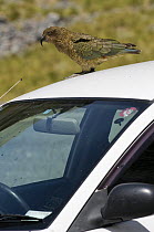 Kea (Nestor notabilis) perched on car roof, mountain parrot endemic to New Zealand, Homer Tunnel, South Island, New Zealand, vulnerable species, January 2009