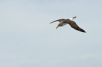Buller's albatross / Mollymawk (Thalassarche / Thalassarche bulleri) in flight, Chatham Islands, off southern New Zealand