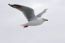 Red-billed gull (Chroicocephalus scopulinus) in flight, Chatham Islands, off southern New Zealand