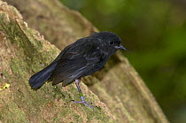 Chatham Island black robin (Petroica traversi) wild bird on South East Island (Rangatira), Chatham Islands, off southern New Zealand, Endangered species, once the rarest bird in the world (down to one...