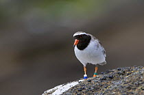 Chatham Island shore plover / Tuturuatu (Thinornis novaeseelandiae) South East Island (Rangatira), Chatham Islands, off southern New Zealand, Endangered species (only about 80 pairs left)