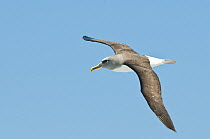 Buller's albatross / Mollymawk (Thalassarche / Thalassarche bulleri) in flight, Chatham Islands, off southern New Zealand