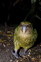 Kakapo (Strigops habroptila) wild male known as Sirocco, night parrot, Codfish Island, off Stewart Island, southern New Zealand, Critically endangered species