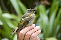 Stitchbird / Hihi (Notiomystis cincta) juvenile being ringed, Karori Sanctuary, Wellington, New Zealand, vulnerable species, January 2009