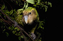Kakapo (Strigops habroptila) wild male known as Sirocco perched in tree, night parrot, Codfish Island, off Stewart Island, southern New Zealand, Critically endangered species