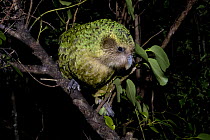 Kakapo (Strigops habroptila) wild male known as Sirocco perched in tree, night parrot, Codfish Island, off Stewart Island, southern New Zealand, Critically endangered species