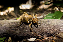 Cook Strait giant weta {Deinacrida rugosa} Extinct in the wild until 2007, now captive-bred animals are being re-released, blue tag is marker for research purposes, Matiu-Somes Island, Wellington Harb...