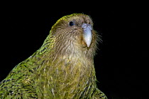 Kakapo (Strigops habroptila) wild male known as Sirocco, night parrot, Codfish Island, off Stewart Island, southern New Zealand, Critically endangered species