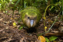 Kakapo (Strigops habroptila) wild male known as Sirocco walking along the ground, night parrot, Codfish Island, off Stewart Island, southern New Zealand, Critically endangered species