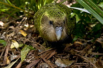 Kakapo (Strigops habroptila) wild male known as Sirocco on the ground, night parrot, Codfish Island, off Stewart Island, southern New Zealand, Critically endangered species