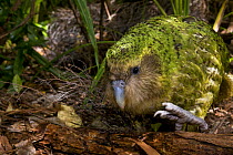 Kakapo (Strigops habroptila) wild male known as Sirocco walking along the ground, night parrot, Codfish Island, off Stewart Island, southern New Zealand, Critically endangered species