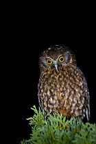 Southern Boobook owl / Morepork / Ruru (Ninox novaeseelandiae) Kauri Park, North Island, New Zealand, endemic