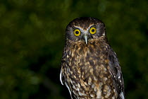 Southern boobook owl / Morepork / Ruru (Ninox novaeseelandiae) Kauri Park, North Island, New Zealand, endemic