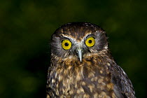 Southern boobook owl / Morepork / Ruru (Ninox novaeseelandiae) Kauri Park, North Island, New Zealand, endemic