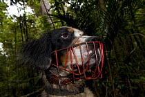 Domestic dog wearing muzzle, trained to track the endangered North Island Kiwi, Trounson Kauri Park, North Island, New Zealand, January 2009