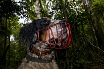 Domestic dog wearing muzzle, trained to track the endangered North Island Kiwi, Trounson Kauri Park, North Island, New Zealand, January 2009