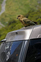 Kea (Nestor notabilis) perched on car, Mountain parrot endemic to New Zealand, Homer Tunnel, South Island, New Zealand, threatened species