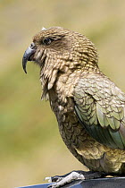 Kea (Nestor notabilis) Mountain parrot endemic to New Zealand, Homer Tunnel, South Island, New Zealand, threatened species