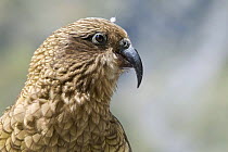 Kea (Nestor notabilis) Mountain parrot endemic to New Zealand, Homer Tunnel, South Island, New Zealand, threatened species