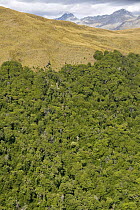 Aerial view of Fiordland National Park, South Island, New Zealand, showing distinctive treeline, January 2009