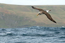 Buller's albatross / Mollymawk (Thalassarche / Thalassarche bulleri) in flight over sea, Chatham Islands, New Zealand