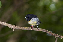 Chatham Island Tomtit (Petroica macrocephala)  wild bird in garden, used as foster parent for saving the Chatham Island black robin from extinction, Chatham Islands, New Zealand