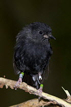Chatham Island black robin (Petroica traversi) wild bird on South East Island (Rangatira), Chatham Islands, New Zealand, Endangered species, once the rarest bird in the world (down to one pregnant fem...