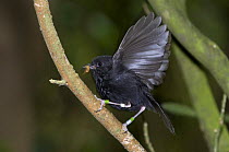 Chatham Island black robin (Petroica traversi) wild bird flapping wings, South East Island (Rangatira), Chatham Islands, New Zealand, Endangered species, once the rarest bird in the world (down to one...