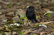 Chatham Island black robin (Petroica traversi) wild bird on South East Island (Rangatira), Chatham Islands, New Zealand, Endangered species, once the rarest bird in the world (down to one pregnant fem...