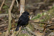 Chatham Island black robin (Petroica traversi) wild bird with insect prey, South East Island (Rangatira), Chatham Islands, New Zealand, Endangered species, once the rarest bird in the world (down to o...