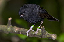 Chatham Island black robin (Petroica traversi) wild bird perched, South East Island (Rangatira), Chatham Islands, New Zealand, Endangered species, once the rarest bird in the world (down to one pregna...