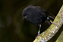 Chatham Island black robin (Petroica traversi) wild bird perched, South East Island (Rangatira), Chatham Islands, New Zealand, Endangered species, once the rarest bird in the world (down to one pregna...