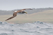 Buller's albatross (Thalassarche bulleri) flying over sea, Chatham Islands, off southern New Zealand