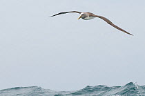 Buller's albatross (Thalassarche bulleri) flying over sea, Chatham Islands, off southern New Zealand