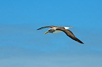Buller's albatross (Thalassarche bulleri) in flight, Chatham Islands, off southern New Zealand