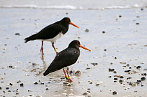 Chatham Island oystercatchers (Haematopus chathamensis) on shoreline, Chatham Islands, off southern New Zealand, Endangered species (about 300 birds left)