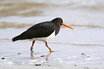 Chatham Island oystercatcher (Haematopus chathamensis) on shoreline, Chatham Islands, off southern New Zealand, Endangered species (about 300 birds left)