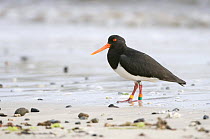 Chatham Island oystercatcher (Haematopus chathamensis) on shoreline, Chatham Islands, off southern New Zealand, Endangered species (about 300 birds left)