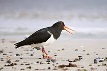 Chatham Island oystercatcher (Haematopus chathamensis) calling on shoreline, Chatham Islands, off southern New Zealand, Endangered species (about 300 birds left)