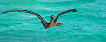 Black footed albatross {Phoebastria nigripes} on water, French Frigate Shoals, Hawaiian Islands