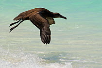 Black footed albatross {Phoebastria nigripes} flying low over surf, French Frigate Shoals, Hawiian Islands