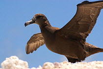 Black footed albatross {Phoebastria nigripes} stretching wings on beach, French Frigate Shoals, Hawiian Islands