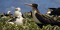 Great frigate bird {Fregata minor} female at nest with chicks in nesting colony, French Frigate Shoals, Hawaiian Islands