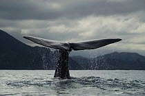 Sperm whale {Physeter macrocephalus} diving, tail fluke, Kaikoura, South Island, New Zealand