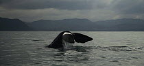 Sperm whale {Physeter macrocephalus} tail fluke, diving, Kaikoura, South Island, New Zealand, July 2007