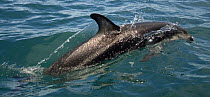 Dusky dolphin {Lagenorhynchus obscurus} surfing at surface, Kaikoura, South Island, New Zealand