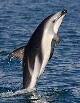 Dusky dolphin {Lagenorhynchus obscurus} leaping at surface, Kaikoura, South Island, New Zealand